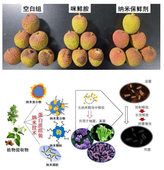 荔枝保鲜期有望达到15天！广东科研攻关聚焦荔枝保鲜“最初一公里”