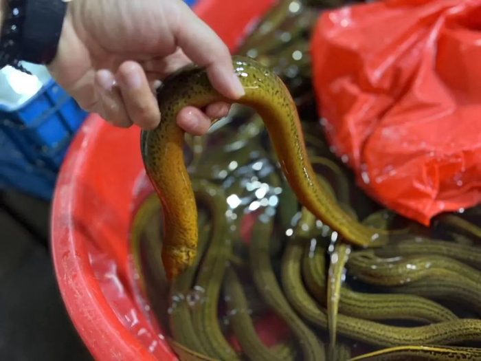 对比价格持平；而余杭农贸市场里，黄鳝近几日销售价保持在27.5元 公斤。