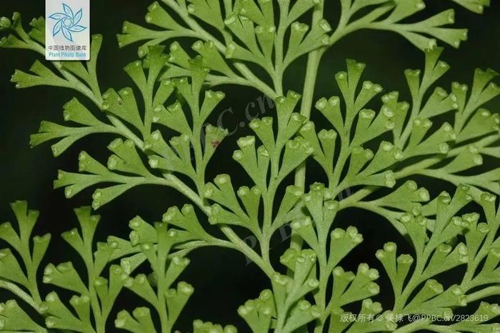 小话端午节植物 | 有哪些植物与端午习俗息息相关？