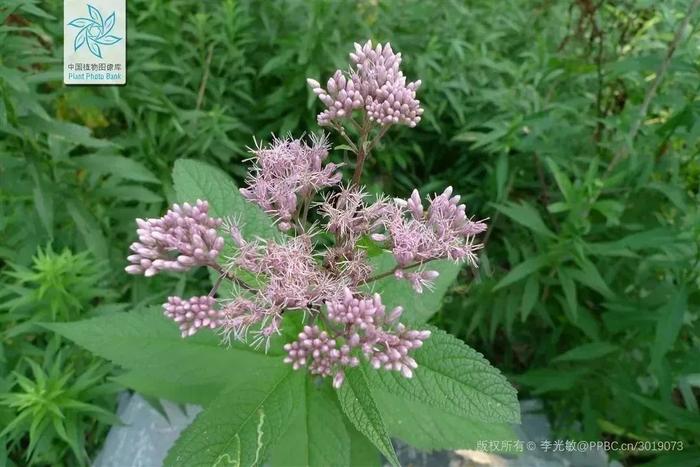 小话端午节植物 | 有哪些植物与端午习俗息息相关？