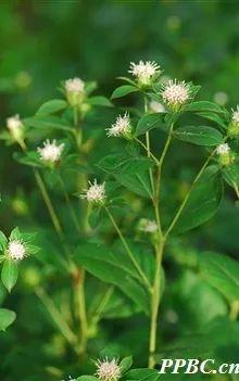 小话端午节植物 | 有哪些植物与端午习俗息息相关？