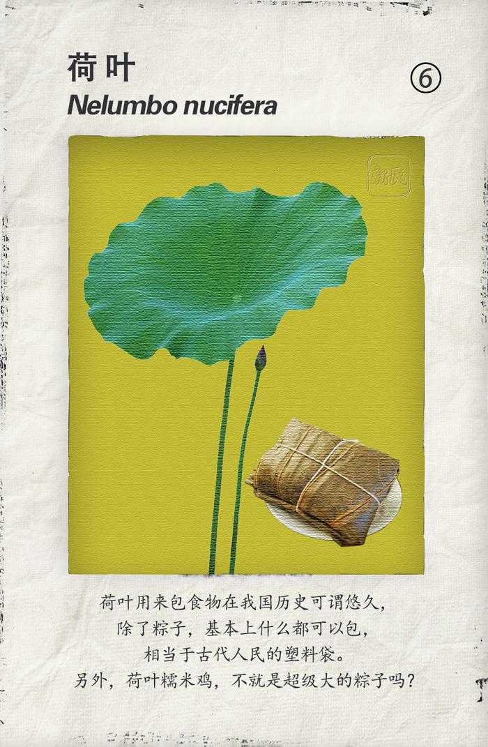 你家粽子是用啥叶子包的？地表最强粽叶植物图谱来了