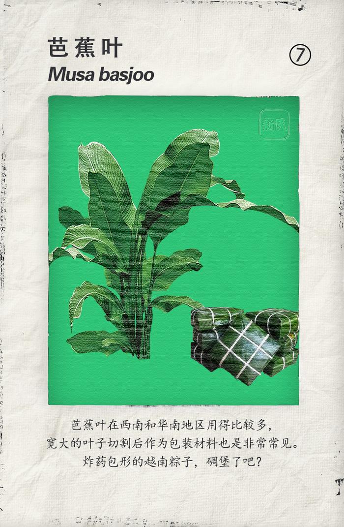 你家粽子是用啥叶子包的？地表最强粽叶植物图谱来了