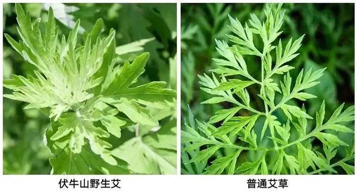 来自伏牛山的野生艾草，夏天用可太“香”了！