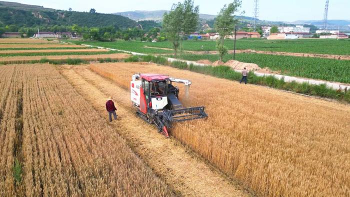 平凉市崆峒区：夏收“开镰”“麦”向丰收