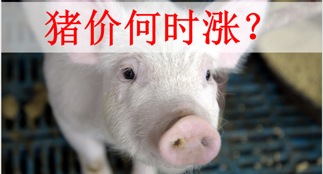 广西来宾，猪肉降至8元一斤了，养殖户苦不堪言，猪价何时涨？