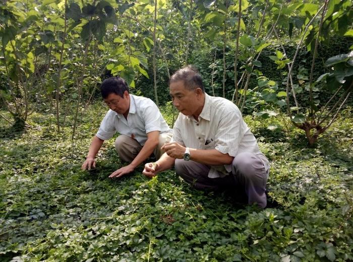 助力“陕南神草”科技创新 王少可获三秦友谊奖