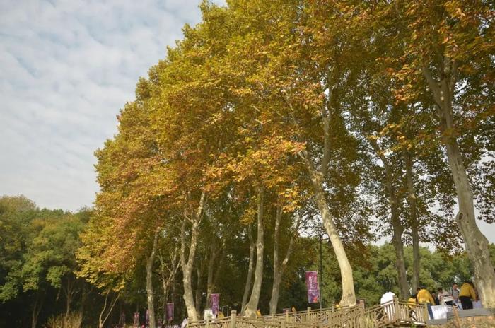 【探索】本市10种常见的高碳汇植物，你知道吗？