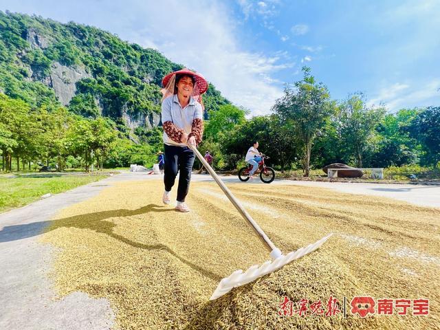 南宁早稻迎丰收，遍地金黄稻谷香