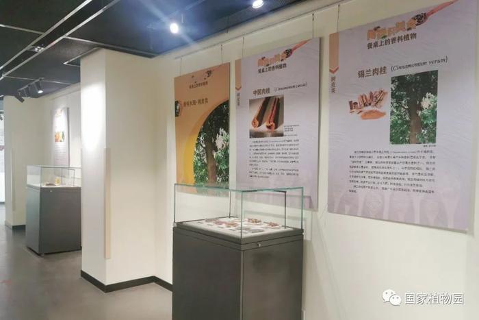 闻香识美食——餐桌上的香料植物展