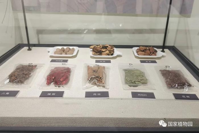 闻香识美食——餐桌上的香料植物展