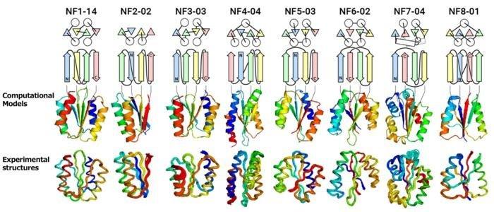 超乎大自然“想象”，科学家发现大量未知蛋白质折叠