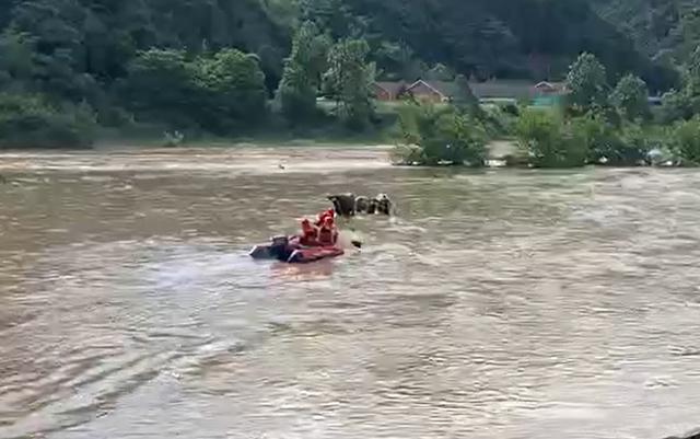 河水暴涨三头小水牛被围困！民警和救援队出动橡皮艇上演“救牛记”