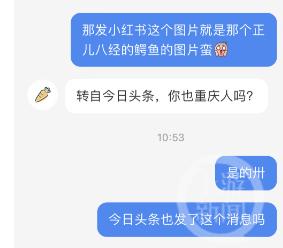 长江重庆巴南鱼洞段发现鳄鱼？多部门回应：暂未排查到