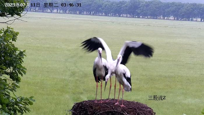 东方红湿地野外监控录下东方白鹳幼鸟首飞