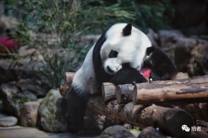 加喷淋、送冰块、铺凉席，北京动物园的它们这样过夏天→