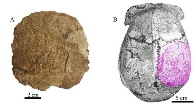 周口店北京人遗址再次发现人类顶骨化石 系极为关键标本