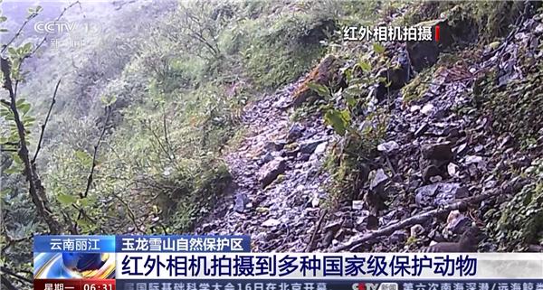 黄喉雉鹑、豹猫还有黄喉貂！多种国家保护动物“亮相”玉龙雪山