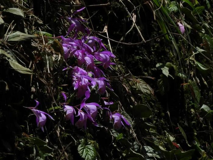 广西大明山保护区发现大面积台湾独蒜兰群落