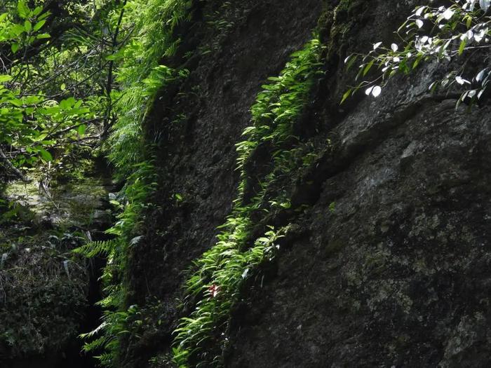 广西大明山保护区发现大面积台湾独蒜兰群落