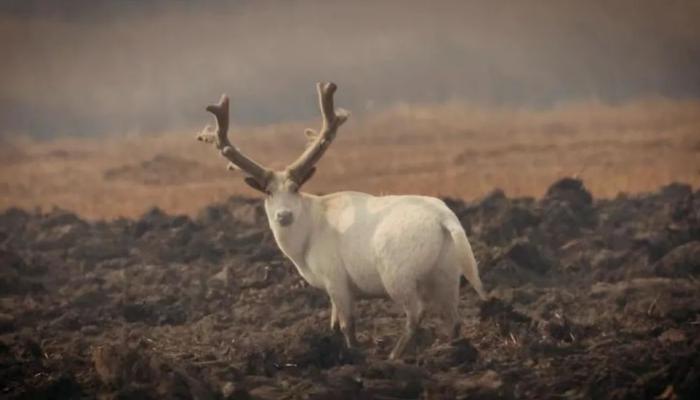 稀奇 | 天津惊现“神秘生物”！外貌、性情世界罕见！