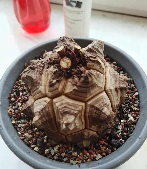 外国的龟甲龙，中国的山乌龟，性质都一样，价格相差百倍
