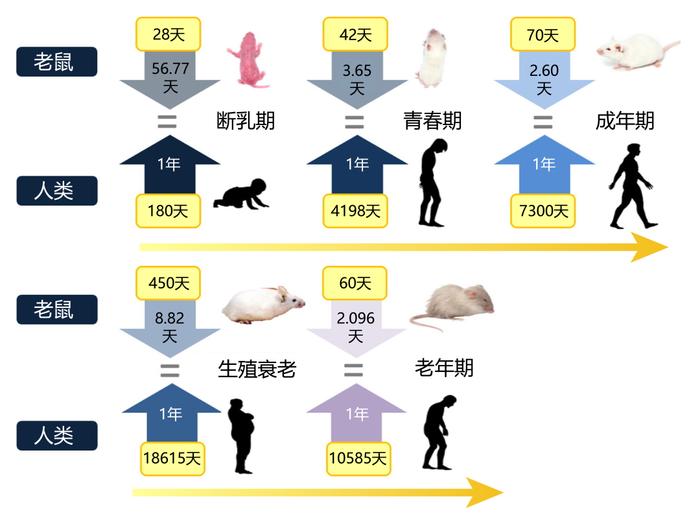 为什么小白鼠一只能卖一万块