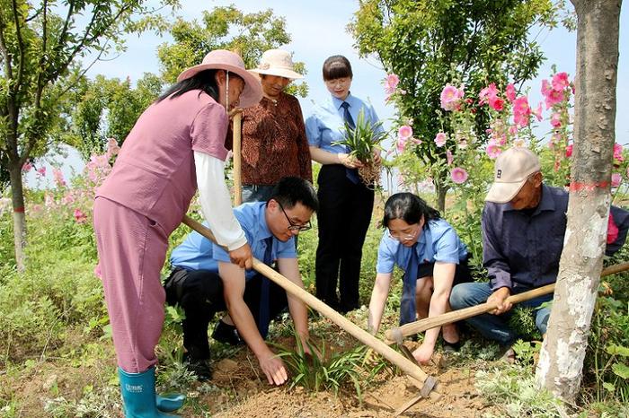 被挖走的野生兰花重新“定居”