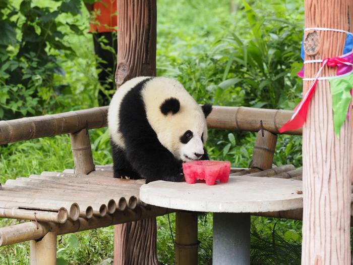 重庆双胞胎大熊猫“渝可”“渝爱”迎来一周岁生日