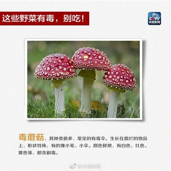 广东有人误食后死亡！此物有剧毒，极易与煲汤料混淆