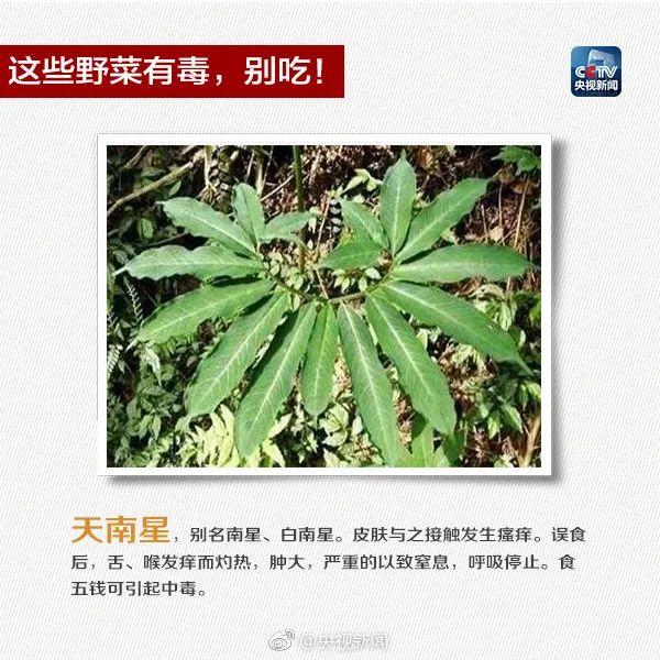 广东有人误食后死亡！此物剧毒，极易与煲汤料混淆……紧急提醒→