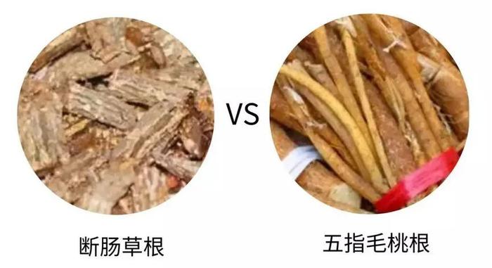 广东有人误食后死亡！此物有剧毒，极易与煲汤料混淆