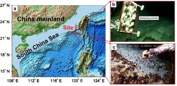 深海冷泉水合物快速形成动力学机制揭示