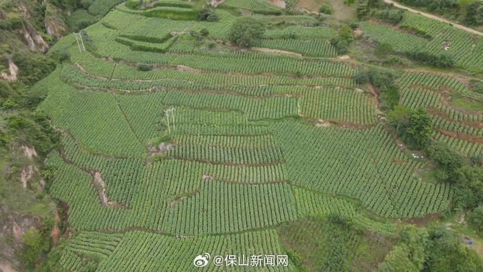 施甸：烤烟种植大户“老段”的“致富经”