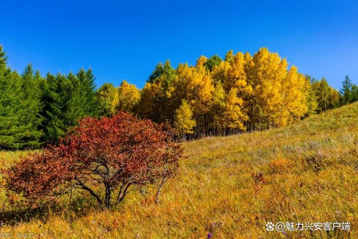 文旅融合，四季皆美！阿尔山，让人看不够！