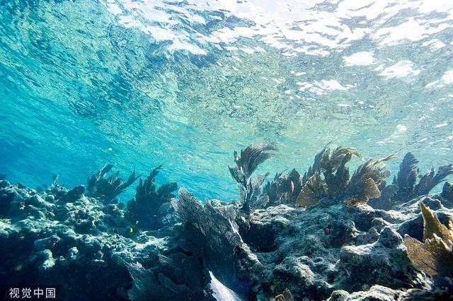 美国佛州附近海水温度或创最热纪录成“热水浴缸”，珊瑚群遭损害