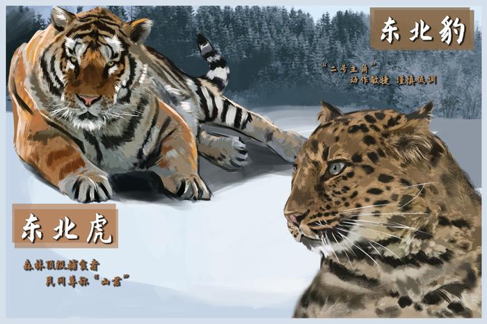 全球老虎日丨看虎跃：野生动植物种群繁荣见证中国东北虎豹国家公园建设“伞护效应”