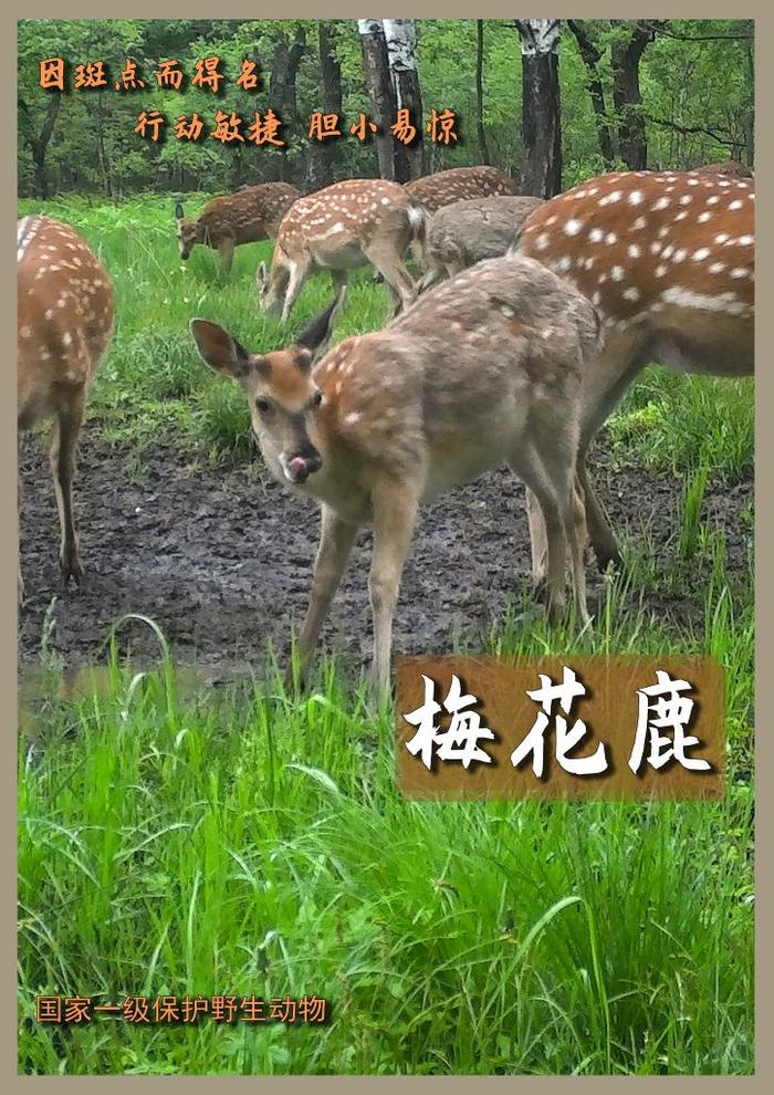 全球老虎日丨看虎跃：野生动植物种群繁荣见证中国东北虎豹国家公园建设“伞护效应”