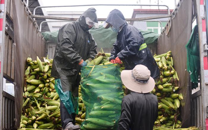 雨中新发地交易正常，今日北京蔬菜供应量超过2万吨