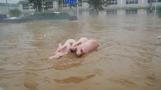 在涿州｜现场拍摄：暴雨洪水中被淹没的车和等待救援的村民