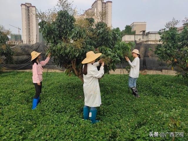 广西大学生命科学与技术学院开展耕读教育系列活动