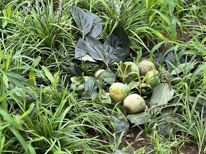 暴雨后24小时 房山磨盘柿第一村大峪沟村河道基本清通