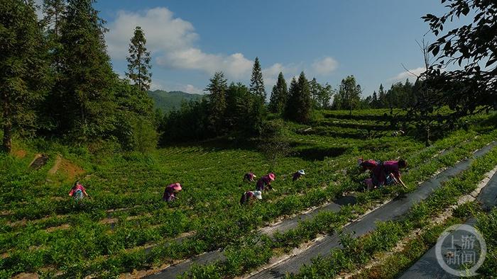 酉阳高山云雾藤茶采摘忙