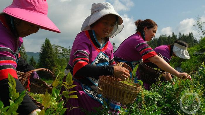 酉阳高山云雾藤茶采摘忙