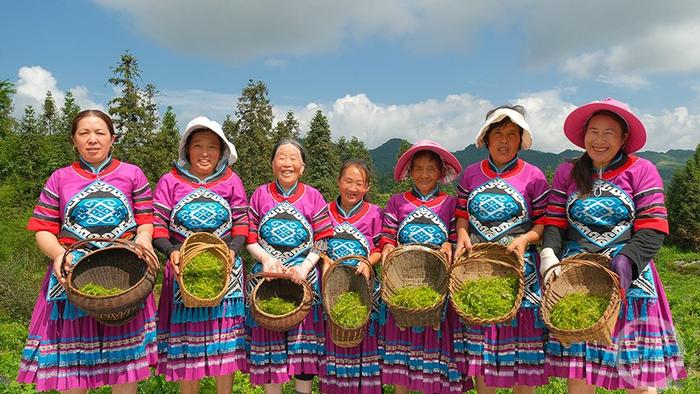 酉阳高山云雾藤茶采摘忙