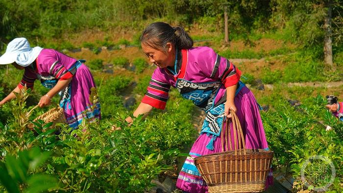 酉阳高山云雾藤茶采摘忙