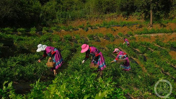 酉阳高山云雾藤茶采摘忙