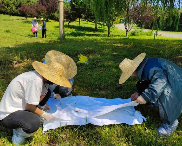 田间林中捉虫忙！青岛有群“蜱虫猎人”→