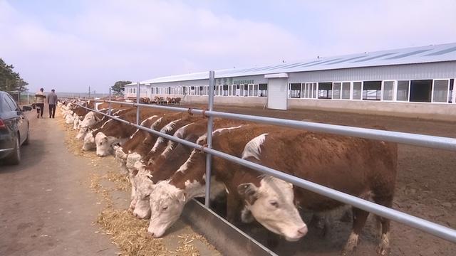 截至今年7月，梨树县肉牛饲养量达54.7万头