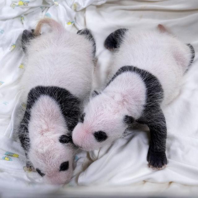 爱宝幼崽满月记：宋爷爷教你如何辨别熊猫双胞胎